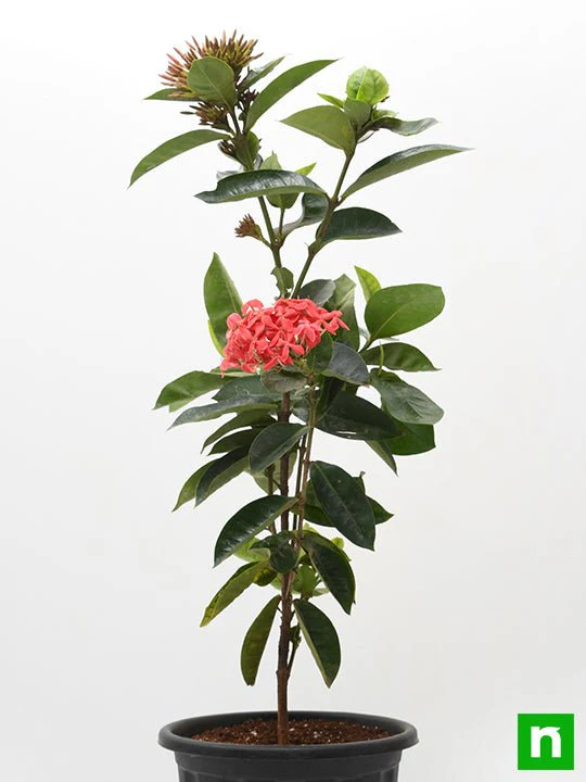 Ixora Long, Singapuri Ixora (Red) - Plant - Image 3