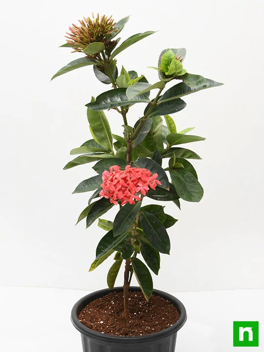 Ixora Long, Singapuri Ixora (Red) - Plant - Image 4