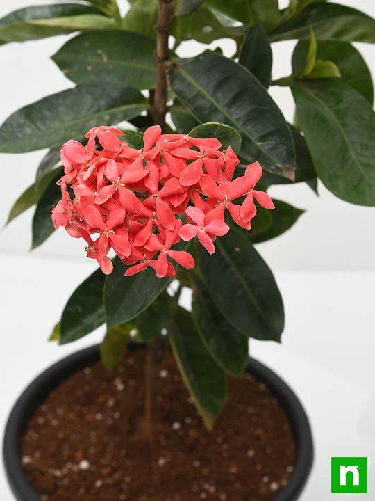 Ixora Long, Singapuri Ixora (Red) - Plant - Image 5