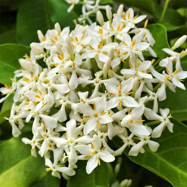 Ixora Long, Singapuri Ixora ( White ) - Plant