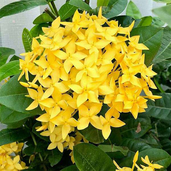 Ixora Long, Singapuri Ixora (Yellow) - Plant