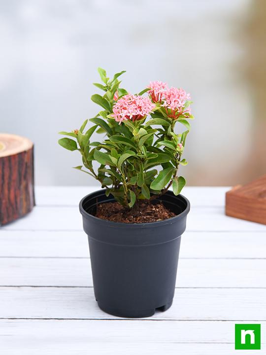 Ixora Mini Dwarf (Any Color) - Plant - Image 2