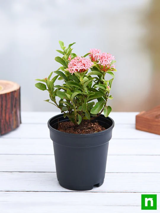 Ixora Mini Dwarf (Pink) - Plant - Image 2