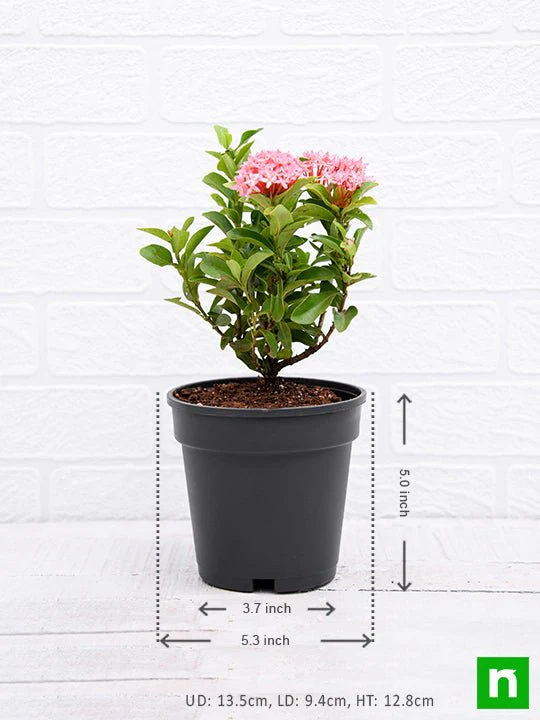 Ixora Mini Dwarf (Pink) - Plant - Image 3