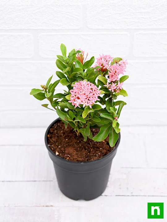 Ixora Mini Dwarf (Pink) - Plant - Image 4