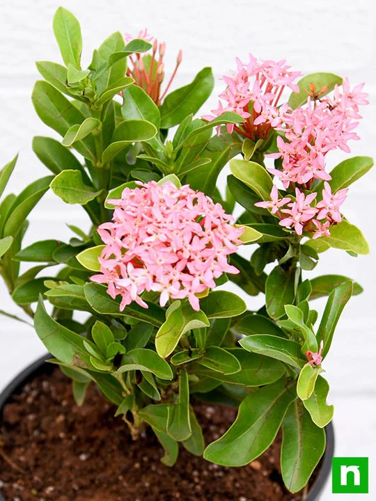 Ixora Mini Dwarf (Pink) - Plant - Image 5