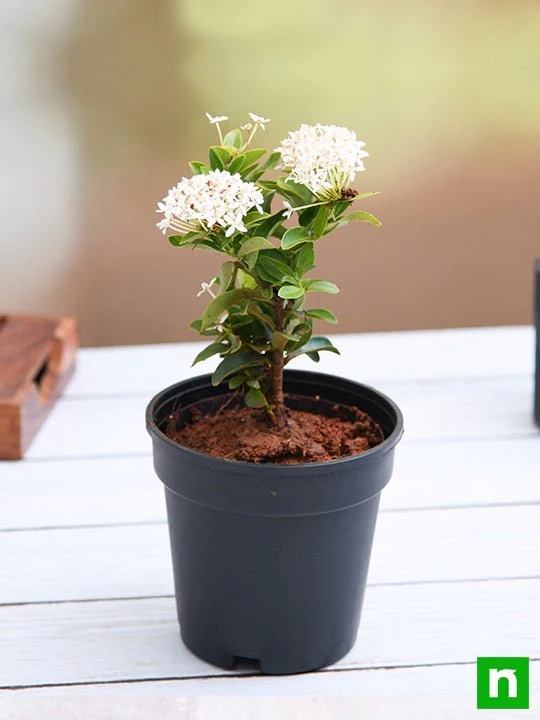 Ixora Mini Dwarf (White) - Plant - Image 2