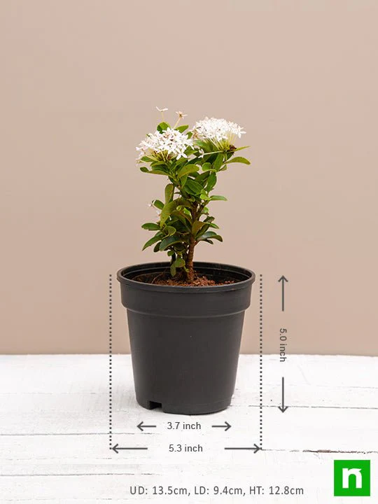 Ixora Mini Dwarf (White) - Plant - Image 3