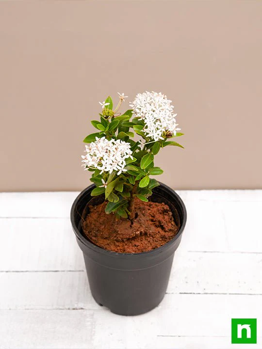 Ixora Mini Dwarf (White) - Plant - Image 4