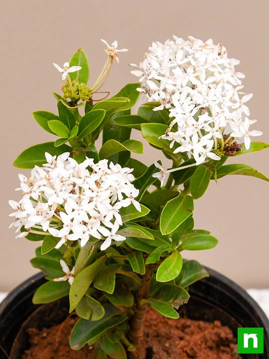 Ixora Mini Dwarf (White) - Plant - Image 5