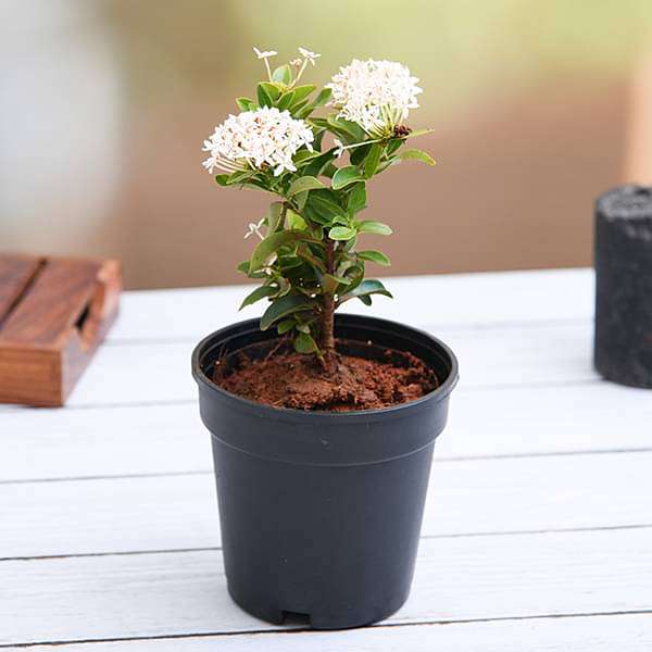 Ixora (Pack of 3) - Plants - Image 4
