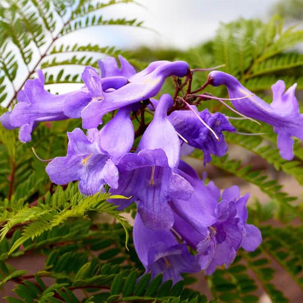 Jacaranda Mimosifolia, Neel Mohar - 0.5 kg Seeds