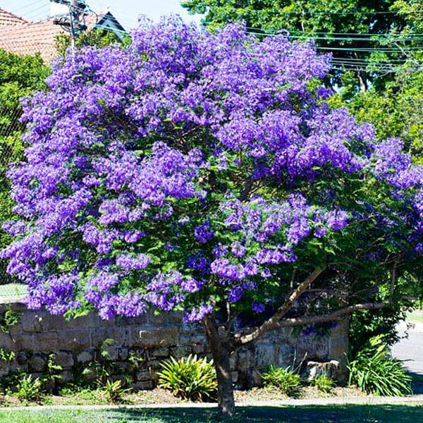 Jacaranda Mimosifolia, Neel Mohar - 0.5 kg Seeds - Image 2