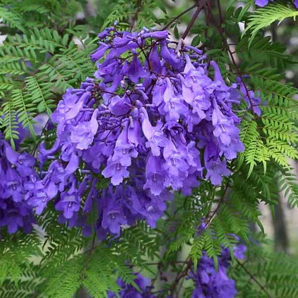 Jacaranda Mimosifolia, Neel Mohar - 0.5 kg Seeds - Image 3