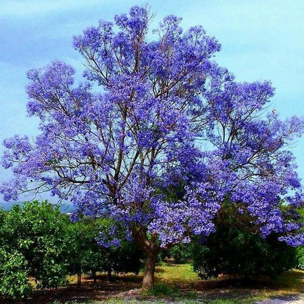 Jacaranda Mimosifolia, Neel Mohar - 0.5 kg Seeds - Image 4