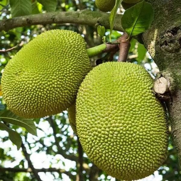 Jack Fruit, Kathal, Artocarpus Heterophyllus ( Grown through seeds ) - Plant