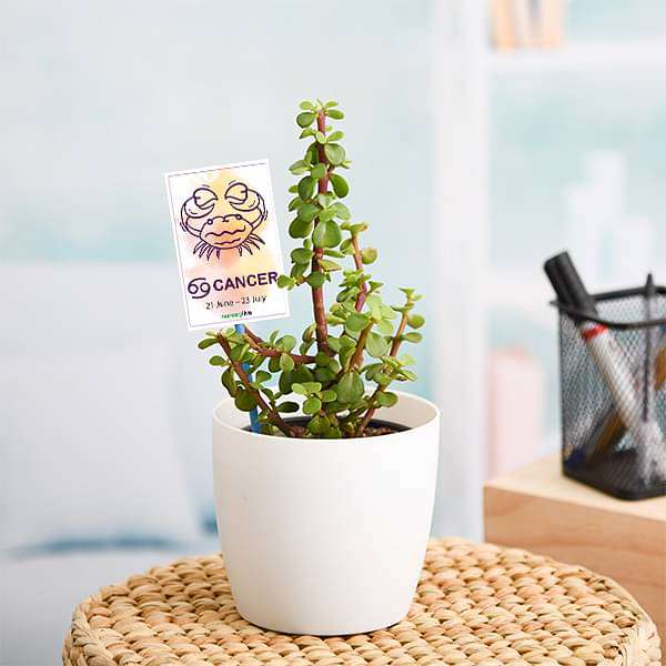 Jade Plant for Cancer or Kark Rashi - Plant