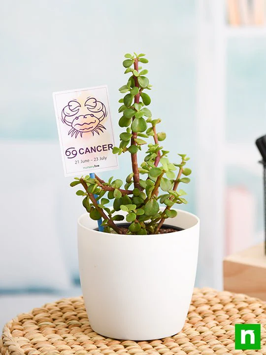 Jade Plant for Cancer or Kark Rashi - Plant - Image 2