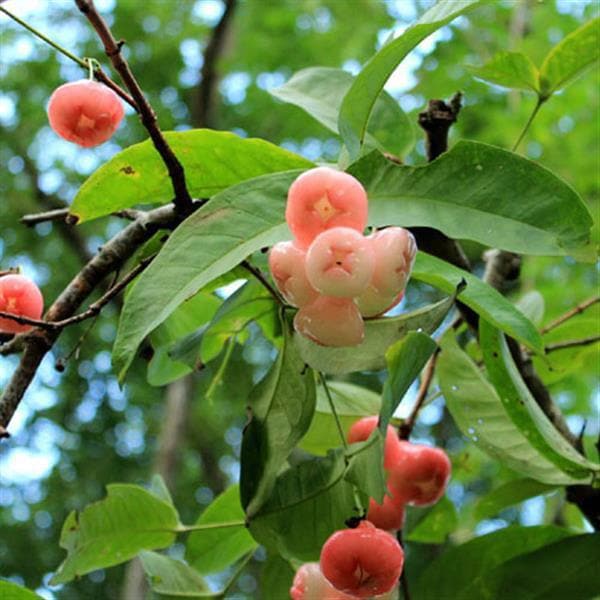 Jambu, White Guava, love apple - Plant