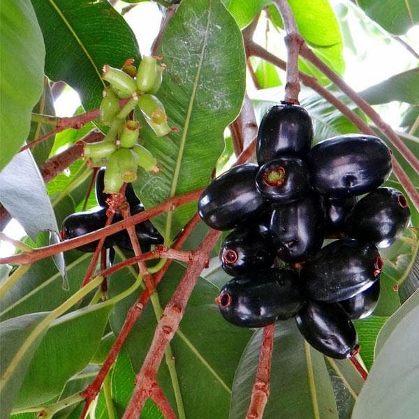 Jamun, Tree for Rohini Nakshatra, Taurus or Vrishabha Rashi - Plant