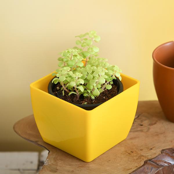 Japanese Golden Ogon Sedum - Succulent Plant