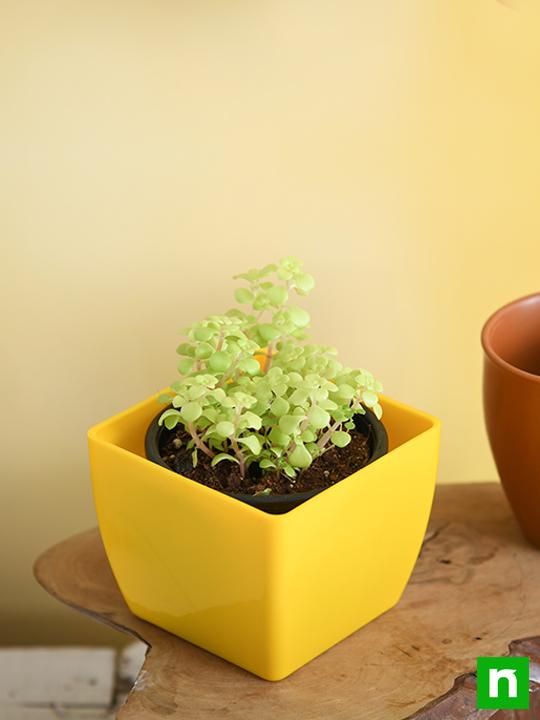 Japanese Golden Ogon Sedum - Succulent Plant - Image 2