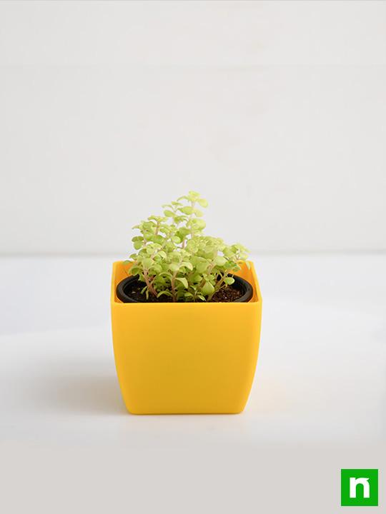 Japanese Golden Ogon Sedum - Succulent Plant - Image 3