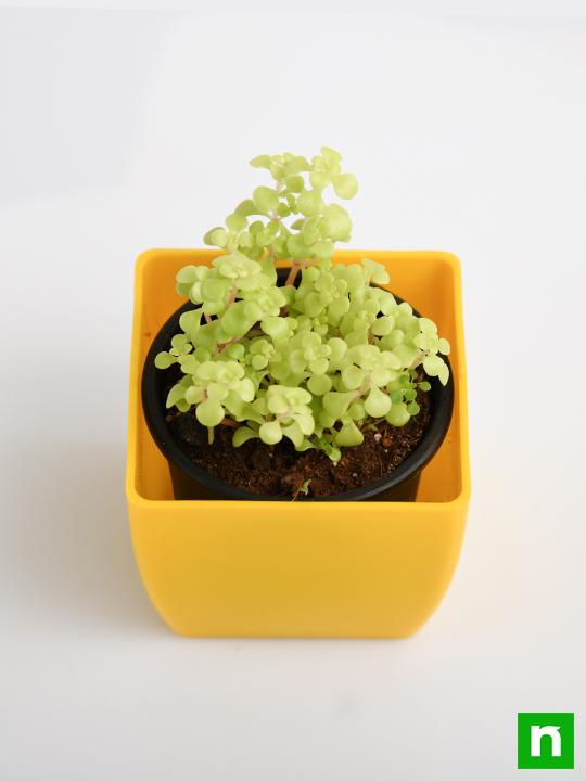 Japanese Golden Ogon Sedum - Succulent Plant - Image 4