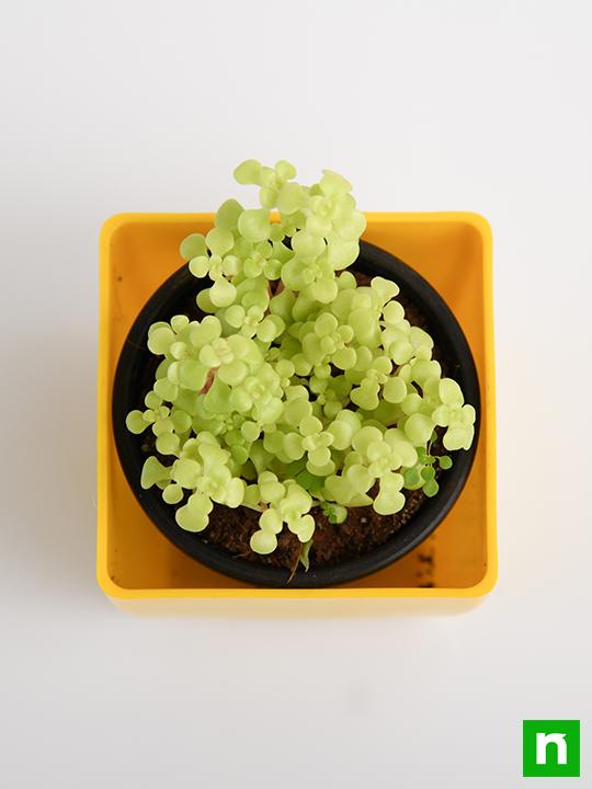 Japanese Golden Ogon Sedum - Succulent Plant - Image 5