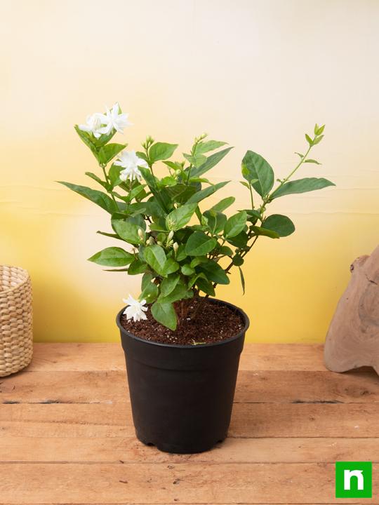 Jasminum sambac, Mogra, Arabian Jasmine - Plant - Image 2