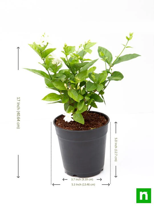 Jasminum sambac, Mogra, Arabian Jasmine - Plant - Image 3