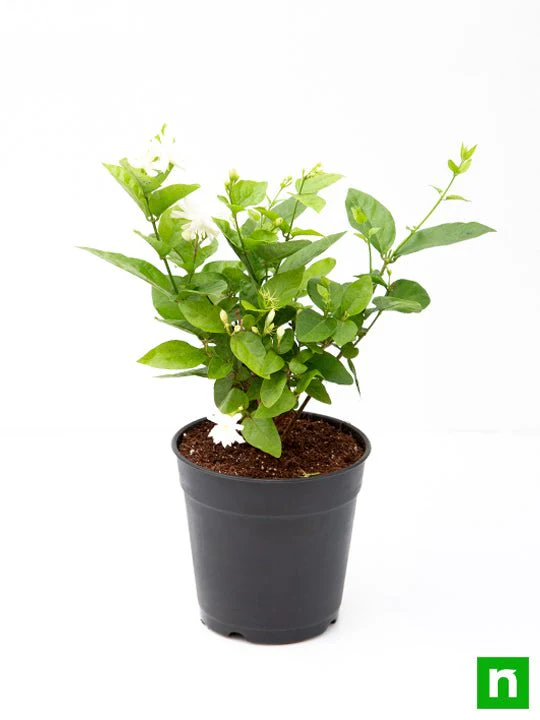 Jasminum sambac, Mogra, Arabian Jasmine - Plant - Image 4