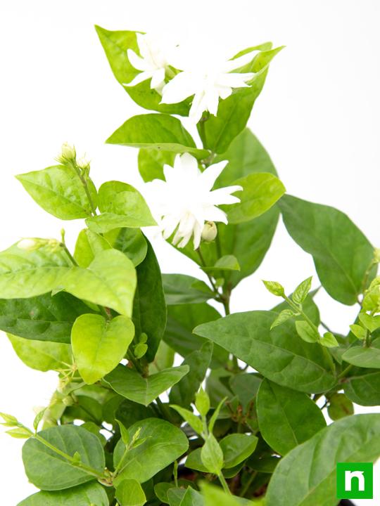Jasminum sambac, Mogra, Arabian Jasmine - Plant - Image 5