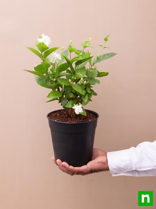 Jasminum sambac, Mogra, Arabian Jasmine - Plant - Image 6