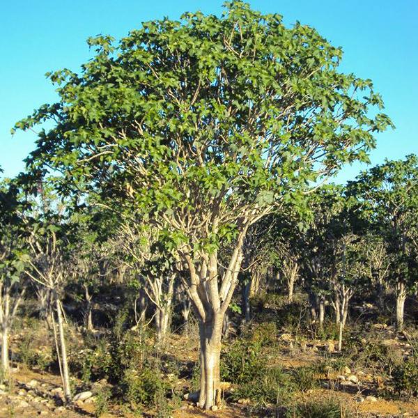 Jatropha Curcas, Barbados Nut - 0.5 kg Seeds - Image 3