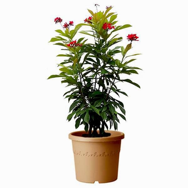 Jatropha Red - Plant