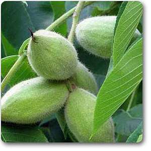 Juglans cinerea - Plant