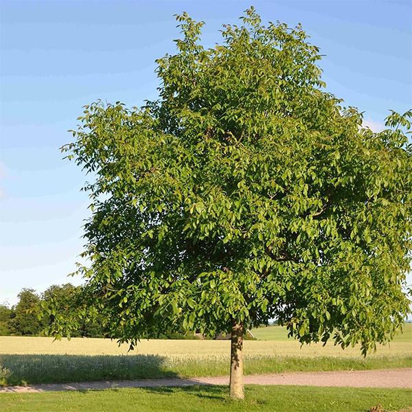 Juglans Regia, Walnut, Akhrot - 0.5 kg Seeds - Image 2