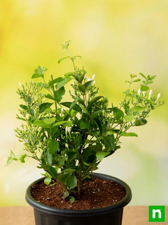 Juhi, Jasminum Auriculatum - Plant - Image 2