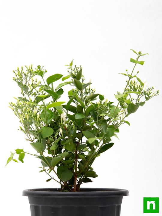 Juhi, Jasminum Auriculatum - Plant - Image 3