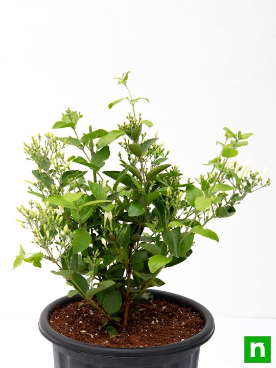 Juhi, Jasminum Auriculatum - Plant - Image 4