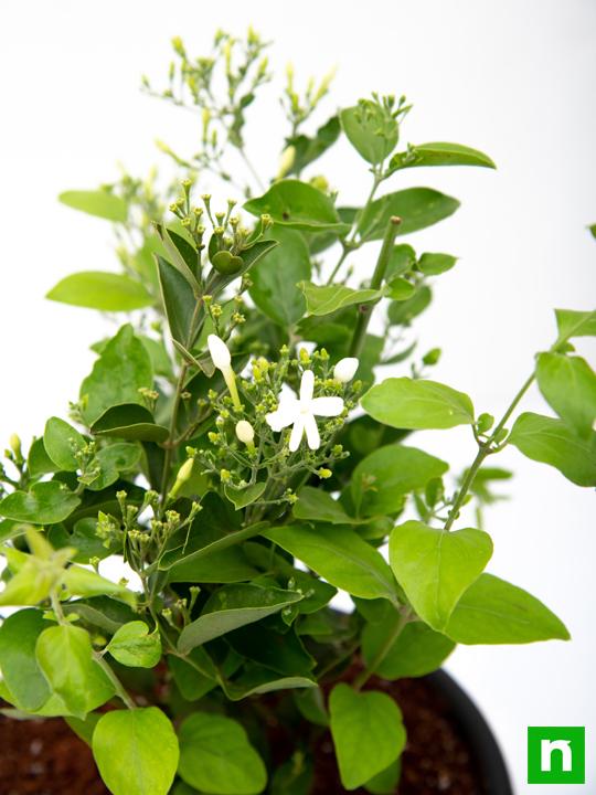 Juhi, Jasminum Auriculatum - Plant - Image 5