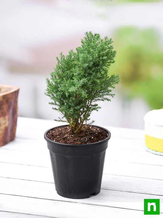 Juniper, Juniperous Erecta - Plant - Image 2