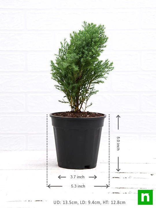 Juniper, Juniperous Erecta - Plant - Image 3