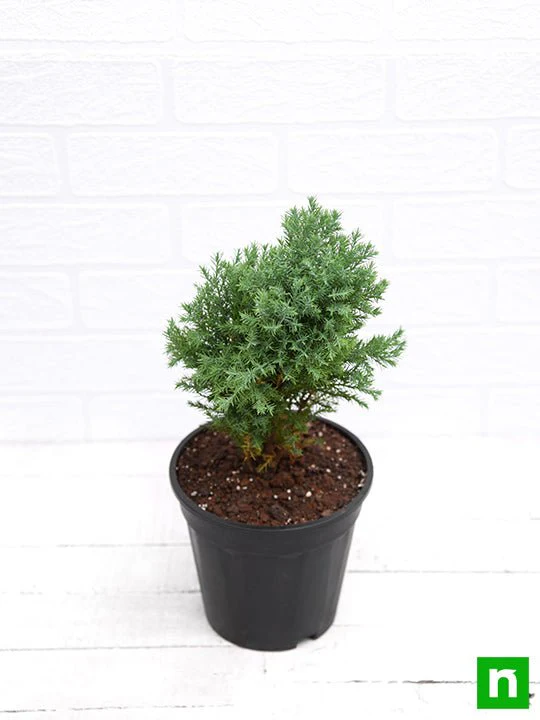 Juniper, Juniperous Erecta - Plant - Image 4