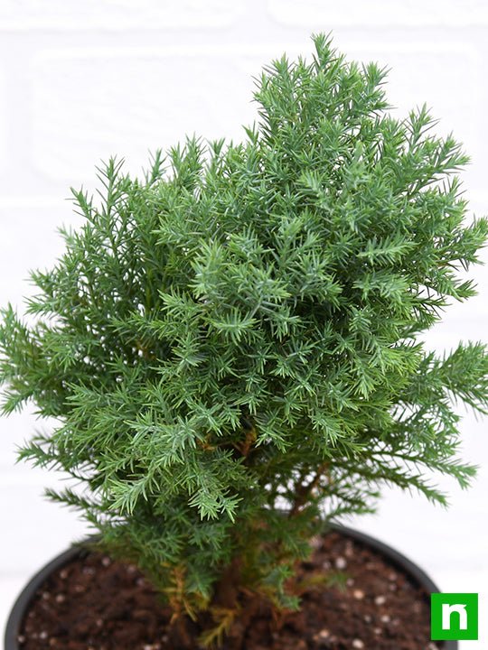 Juniper, Juniperous Erecta - Plant - Image 5