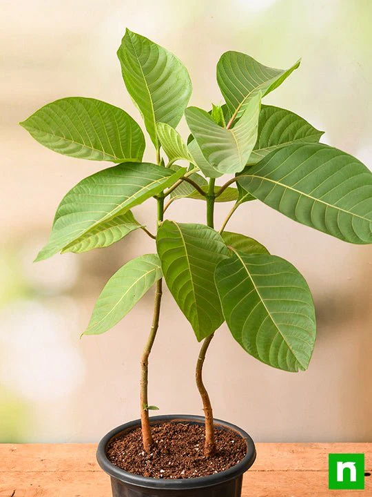 Kadam Tree, Kadamb - Plant - Image 2