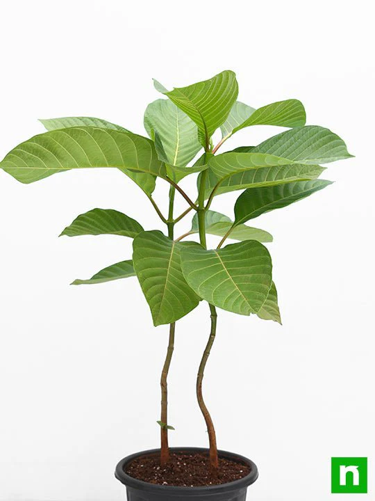 Kadam Tree, Kadamb - Plant - Image 3