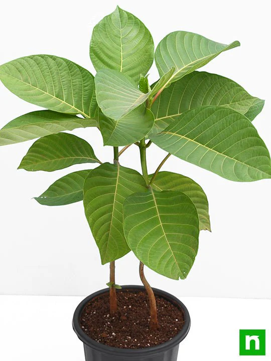 Kadam Tree, Kadamb - Plant - Image 4