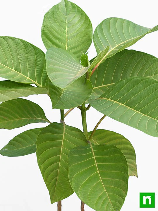 Kadam Tree, Kadamb - Plant - Image 5